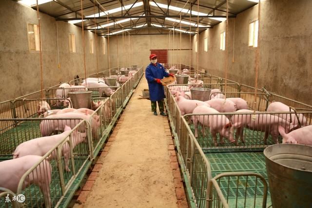 将大手笔发展养殖业!好日子来了