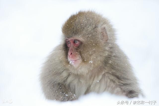哪一年的生肖猴是山上之猴,女人旺相发达