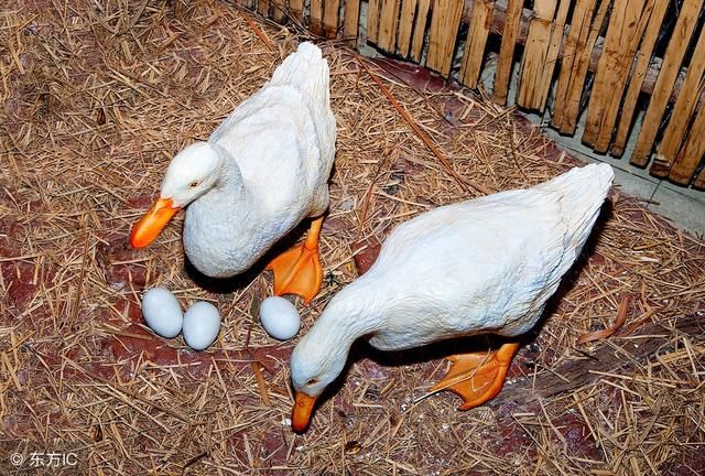 【探究】现在养殖3000只蛋鸭的投资成本和利