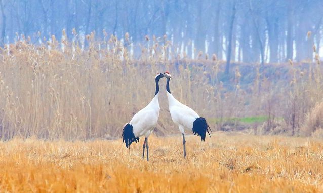 薛维松 五项大工程,件件民心得.引领盐城向未来,喜把蓝图刻.