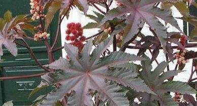 揭秘世界上最恐怖的食人植物 个个奇形怪状