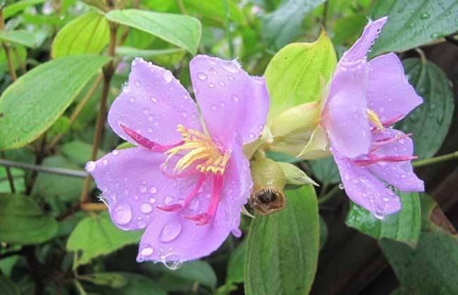 农村这种野果,吃了之后舌头会变紫色,却是小孩