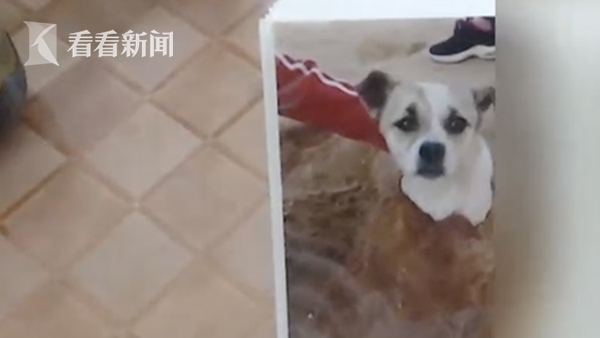 宠物犬伤人被打死 狗主人:它怎么光咬你不咬别人 宠物犬伤人被打死 狗主人:它怎么光咬你不咬别人