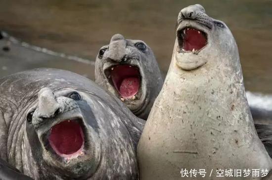 动物摄影也搞笑,这15个pose太戏精了吧