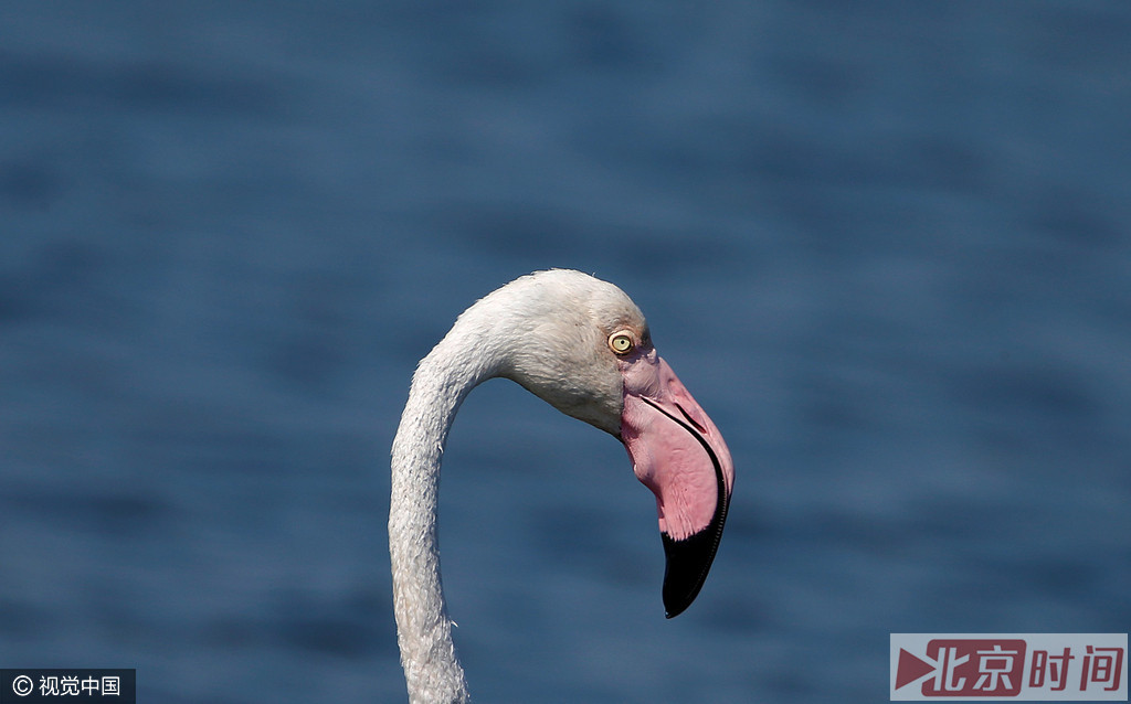 红色越鲜艳则火烈鸟的体格越健壮，越吸引异性火烈鸟，繁衍的后代就更优秀。