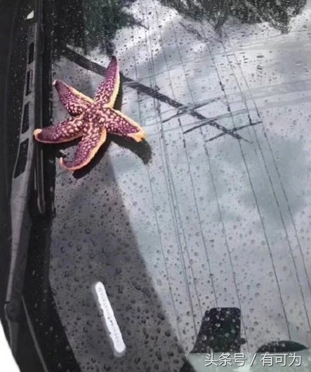 青岛突遭大风冰雹雷电强对流天气袭击,海鲜满