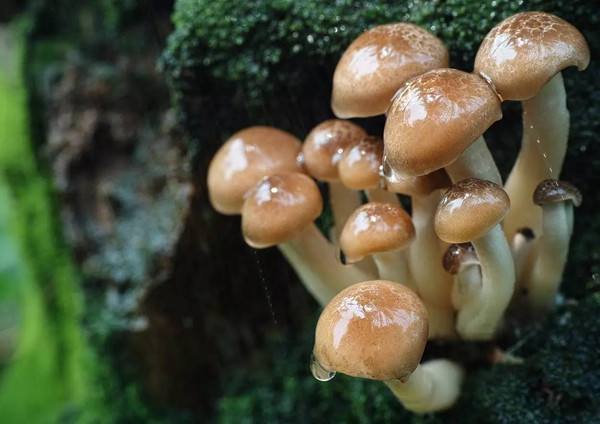 一,看生长环境 无毒蘑菇大都生长在干净的草地,有毒的蘑菇生长在阴暗