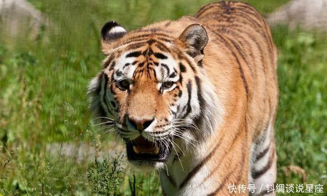 19的74年属虎人一生运势如何?应该进来了解一