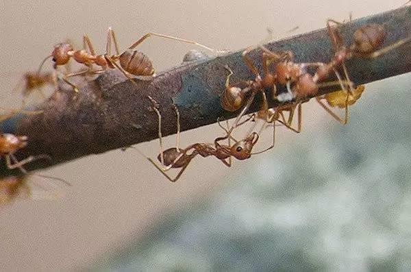 亲身试验:被哪种虫子咬最痛?最后一个远胜酷刑