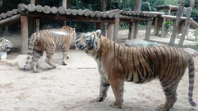 长隆世界,带孩子广州游必去的新景点,广东行6