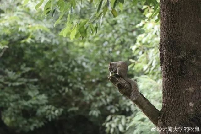 亲爱的云南大学,今天,祝您95岁生日快乐!