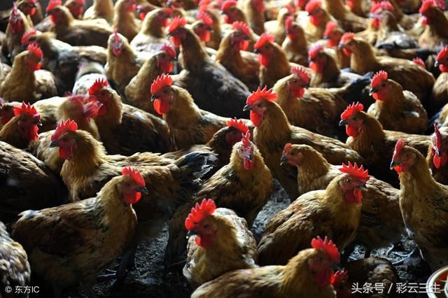 如何大规模养鸡?养鸡的注意事项是什么?好文