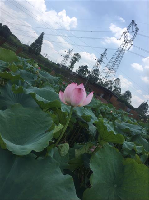 接天连叶无穷碧 天府新区赏荷花