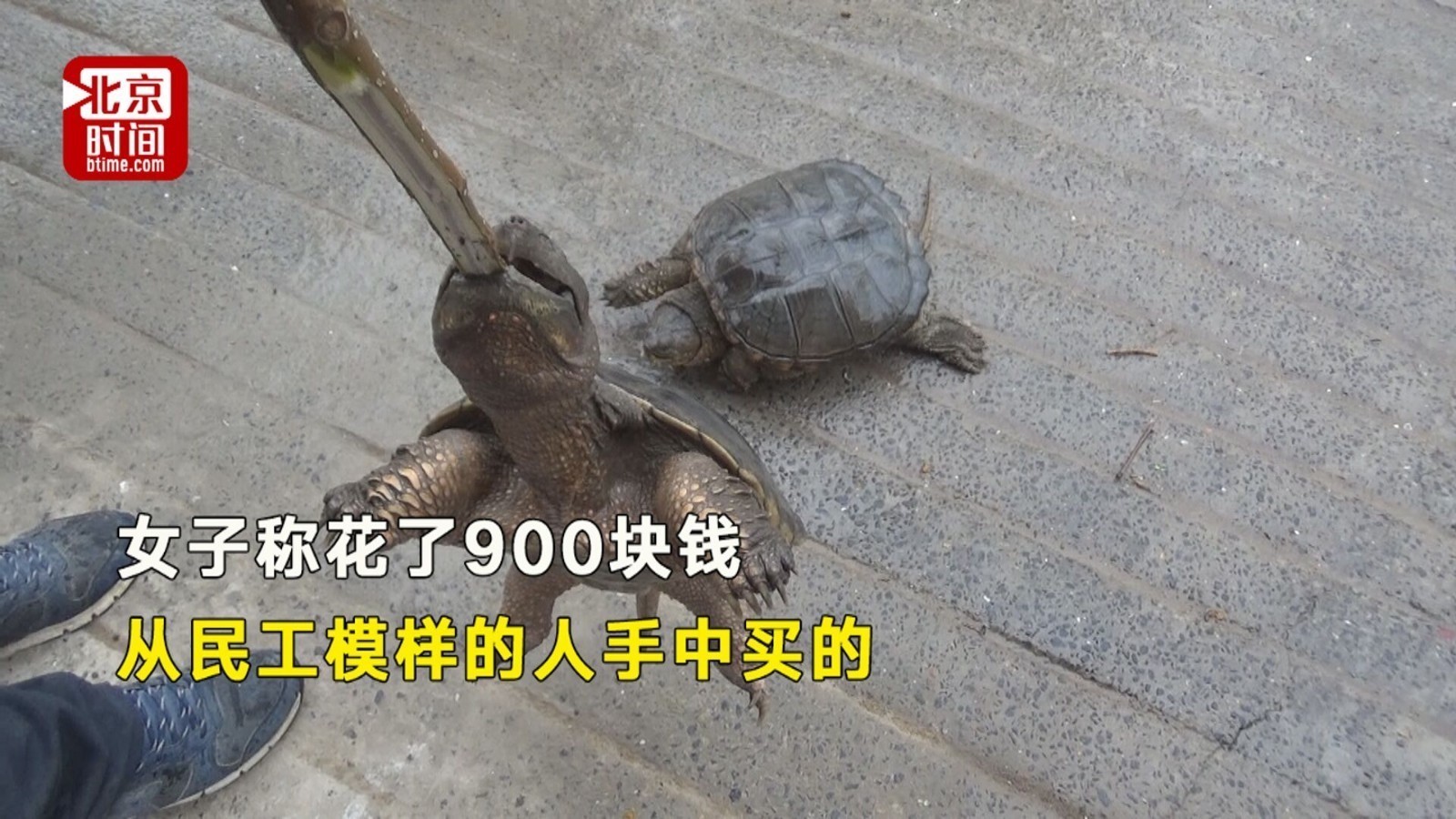 女子花近千元买龟放生 野生动物救助站：好心办错事