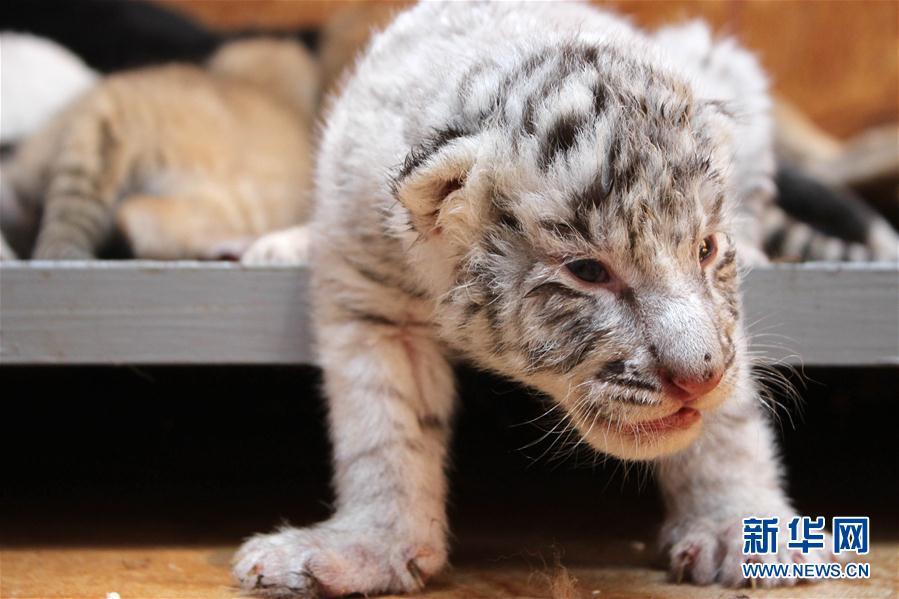 山东荣成:珍稀虎宝萌态十足