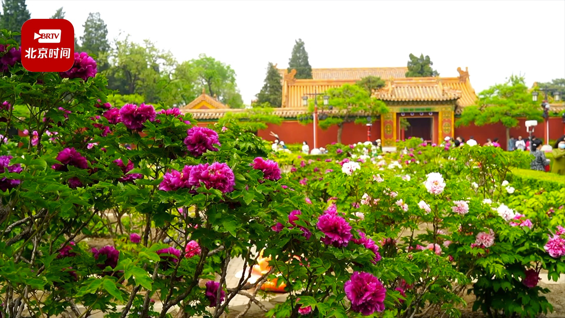 北京景山公园牡丹盛开 国色天香美不胜收