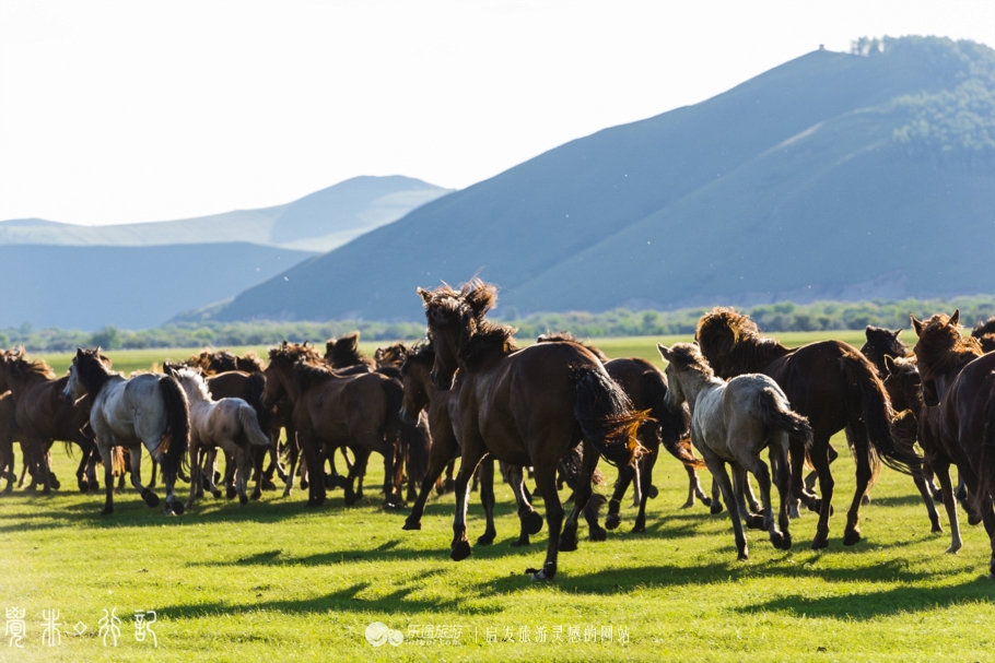 血统最复杂的马种，在呼伦贝尔草原驰骋