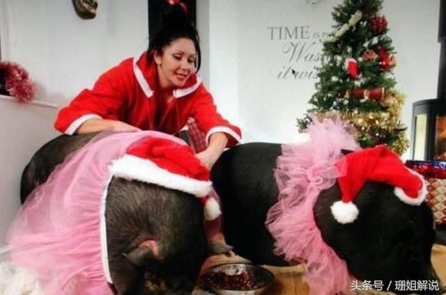 美国女子养了2头猪,吃饭睡觉都在一起,自称不
