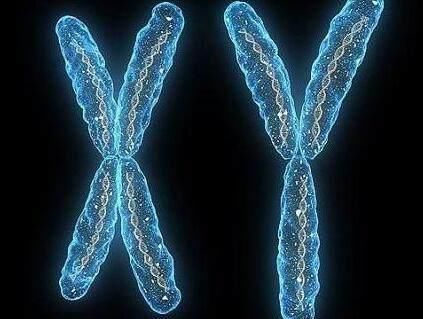 生儿生女主要决定作用在于父亲,其实母亲的作