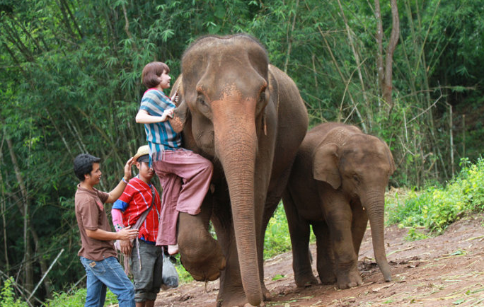 一带一路斯里兰卡考察--大象孤儿院,跟大象来