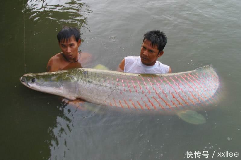 世界上最愚蠢鱼,看到渔船就主动往上跳,当地政