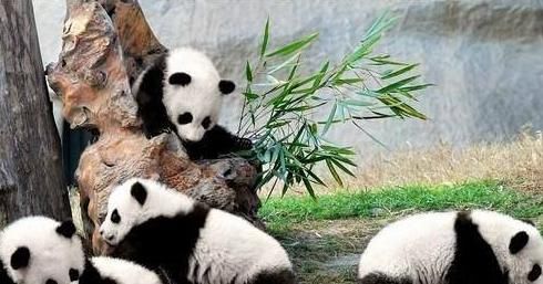 武汉熊猫基地成网红景区!熊猫:哎呀妈呀脑瓜疼