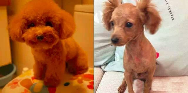 狗狗剃毛前后对比 哪一只让你没认出来?