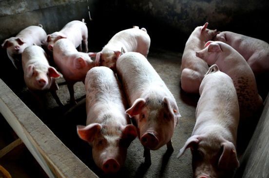 4类养殖户免征环保税,养殖场关停记得申请补偿