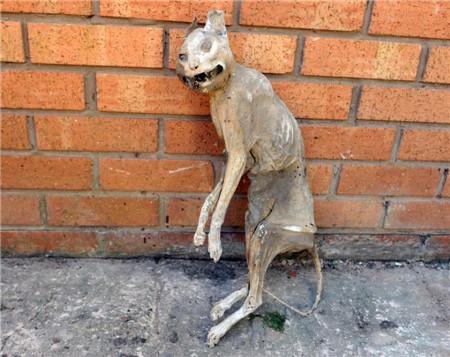 男子发现30年前木乃伊猫 死状狰狞恐怖