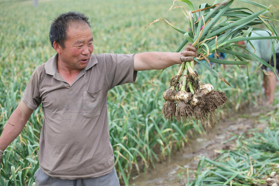 入夏以来,山东省临沂市平邑县10万亩大蒜陆续进入收获期,地头收购价创