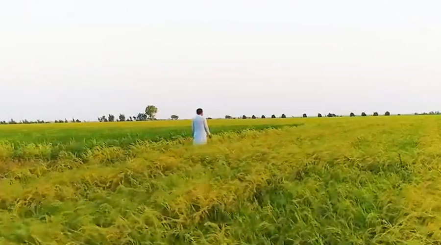 我的青春在丝路第1集:我在巴基斯坦种水稻 我的青春在丝路第1集:我在巴基斯坦种水稻