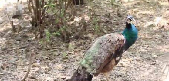 五一出游不文明现象频发,动物园孔雀羽毛遭游