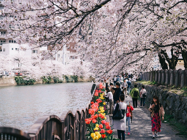 #首发#【福冈】风中花枝多摇曳,九州门户赏樱花
