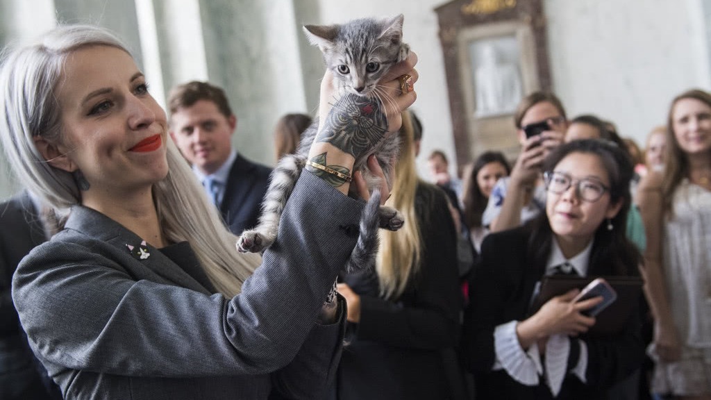 让猫染病，再让其他猫吃掉染病猫肉!美国这个动物实验，关了