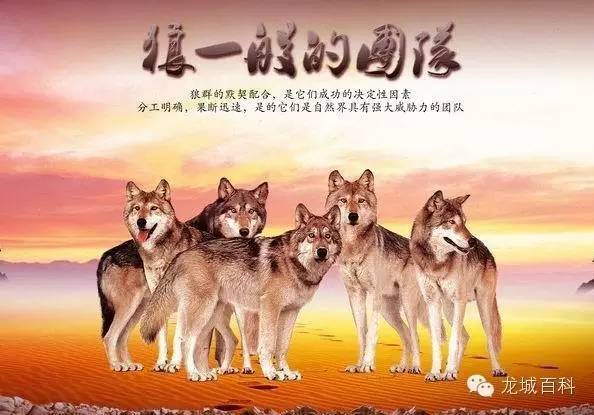 迷恋"狼性"的老板们,其实你们不懂狼