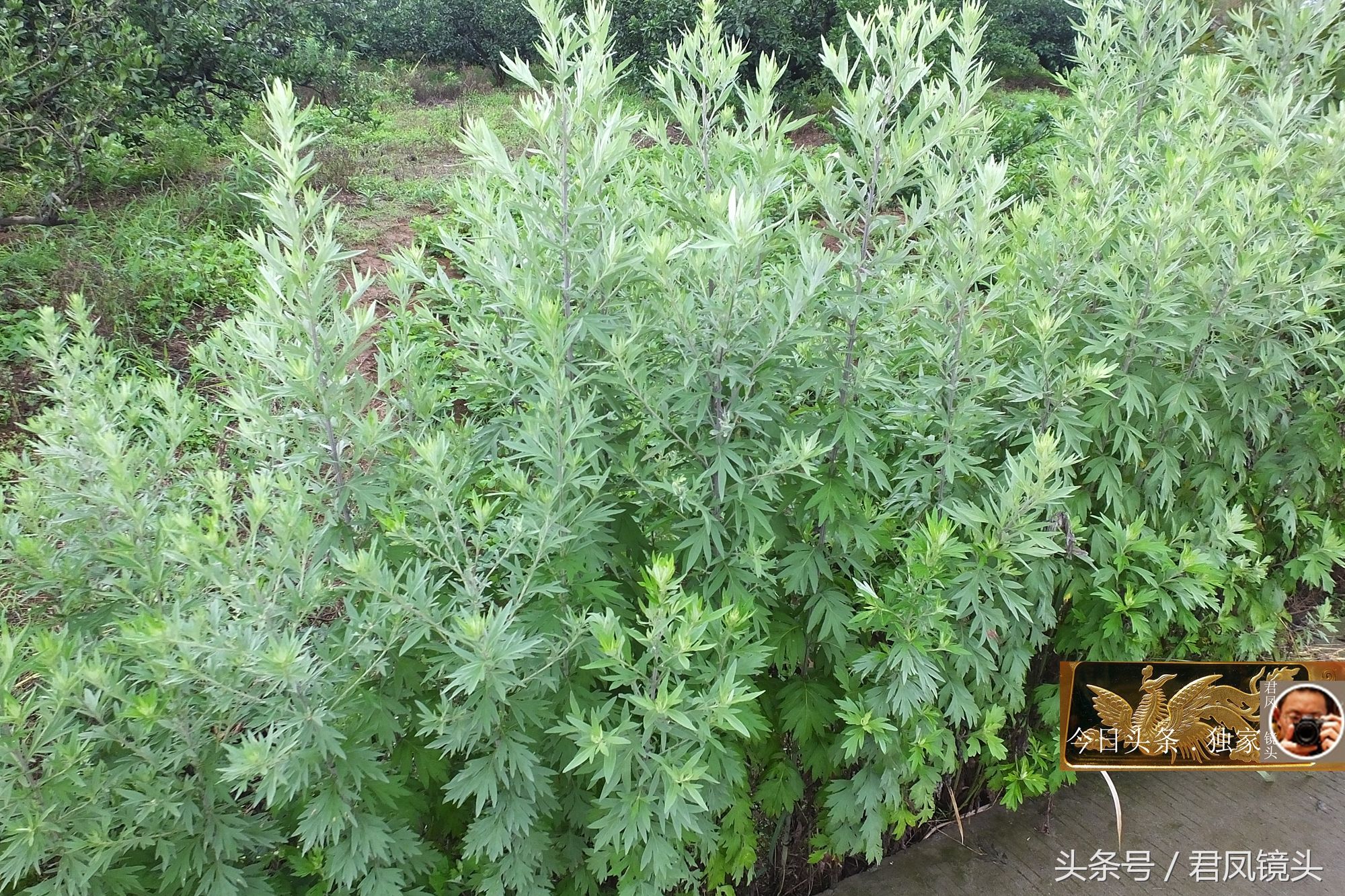 湖北宜昌:乡村路边长满艾蒿,农民不打除草剂!端