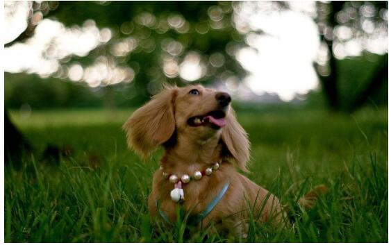 RELO PET IMMIGRANT帮您英国带猫回国