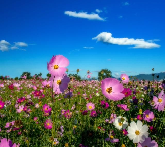 如果名人名言都变得苍白无力,那么我用花朵的