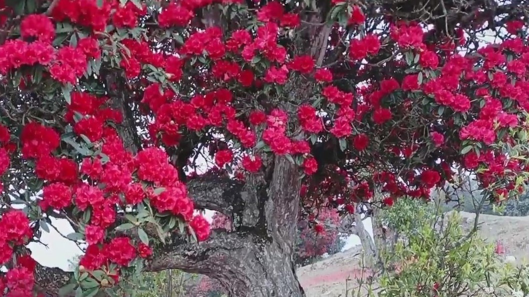 美若仙境!百年杜鹃绽放“染红”苍山 美若仙境!百年杜鹃绽放“染红”苍山