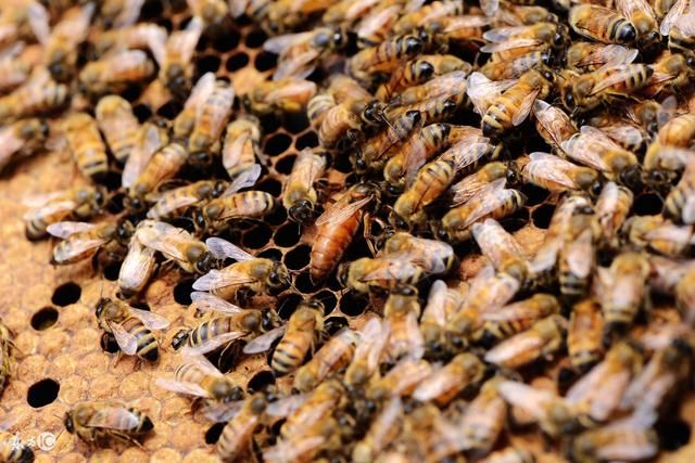 蜜蜂养殖技术 巢箱及巢继箱双王群管理