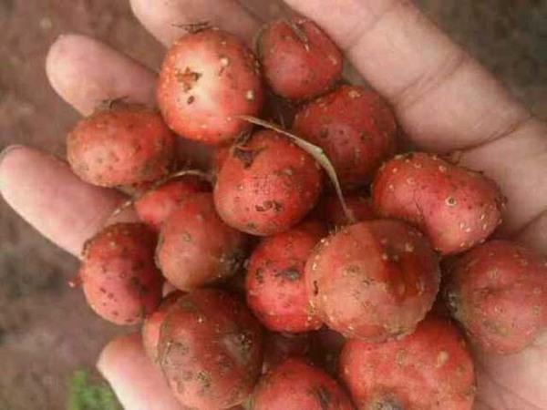 西南山区的神奇土果子,对月经不调,支气管炎有很好效果