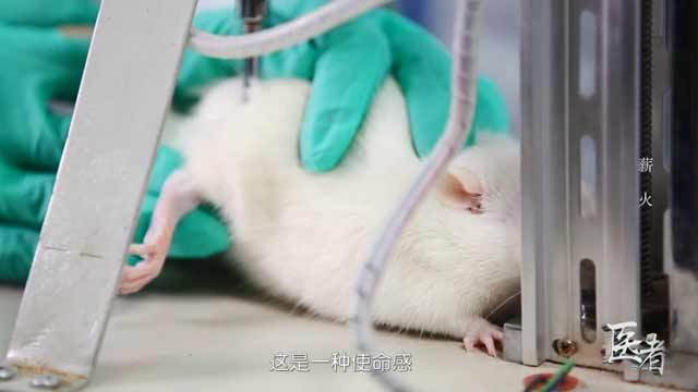 “精灵鼠小弟”体验推拿 按摩臀部这么有效? “精灵鼠小弟”体验推拿 按摩臀部这么有效?