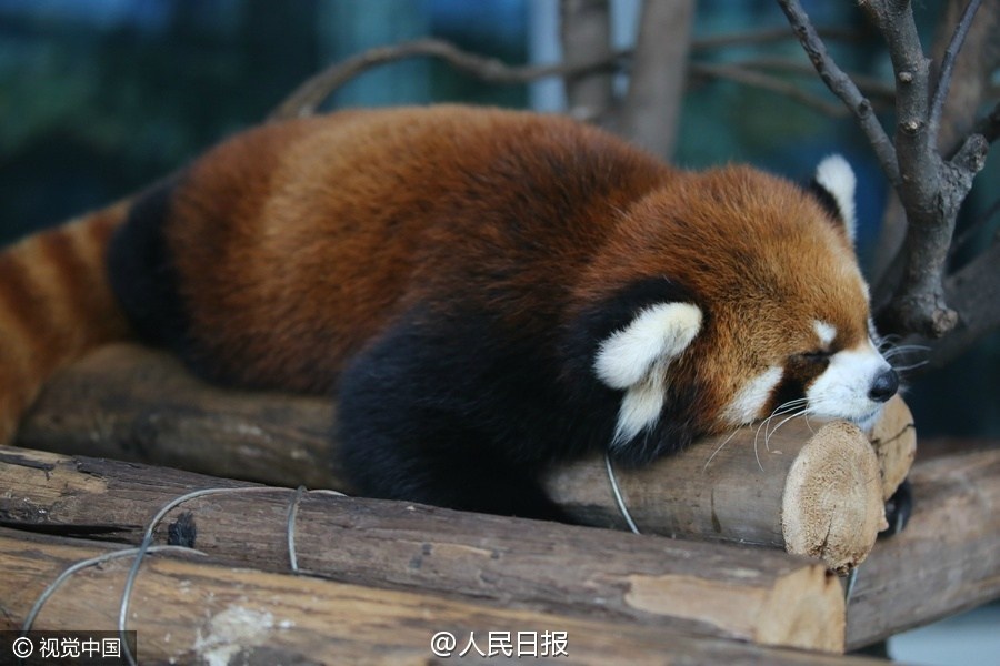 图为小熊猫集体上演“熊猫瘫”。