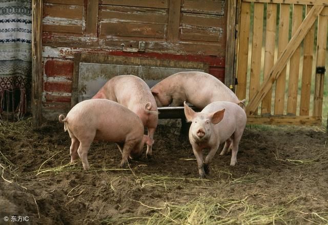 农村家庭养多少只"牛猪鸡"不用交税,速来了解!