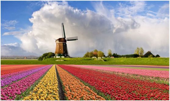 对于荷兰农业的发展模式,国内农业应该怎样回