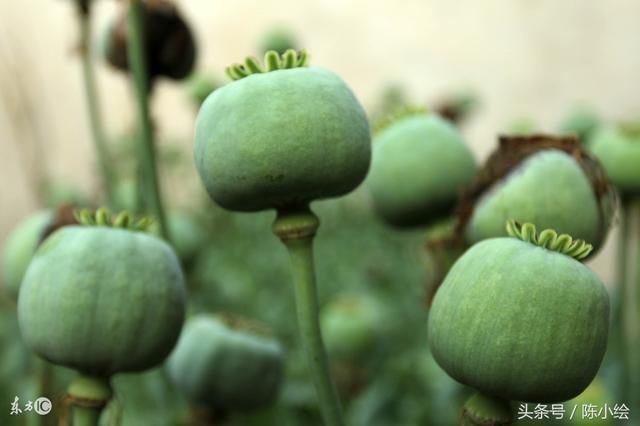 吸毒的人不想戒毒是怎么回事?北京高新戒毒中