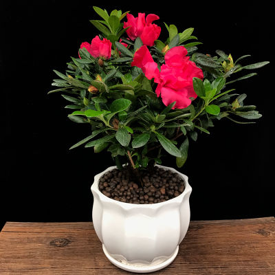 嫂子到日本旅游,把富士山的照片发朋友圈,亲戚