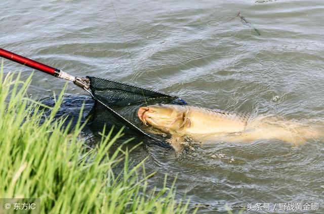 钓鲤鱼用什么饵料最好
