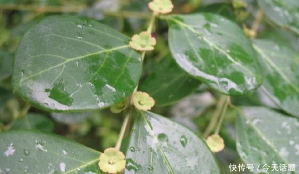 农村奇怪的树,被叫做鬼画符,叶子却能通乳,是
