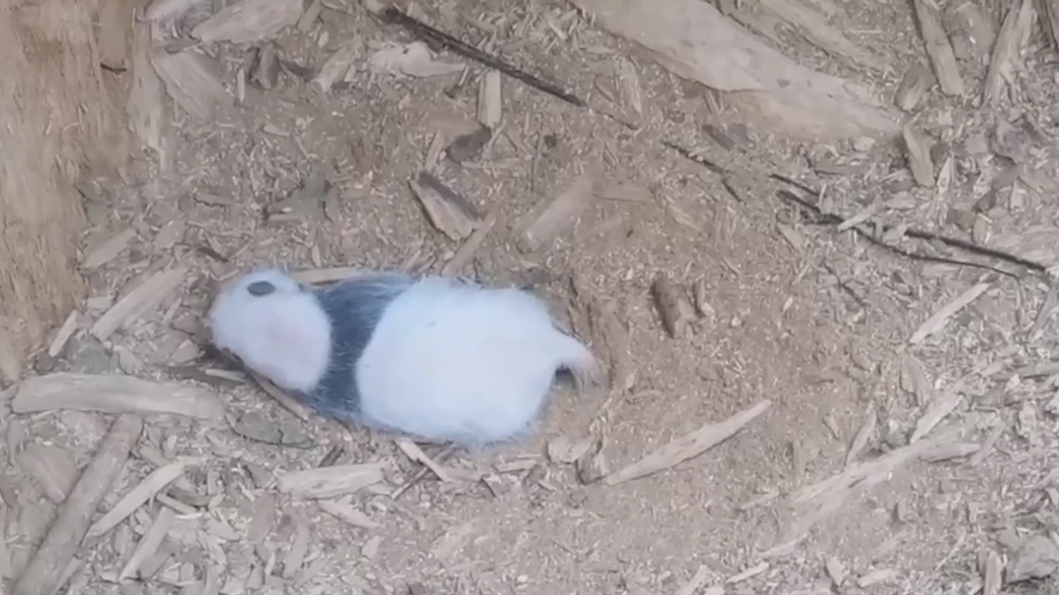 时隔4年 同一树洞再次发现野生大熊猫幼崽 时隔4年 同一树洞再次发现野生大熊猫幼崽